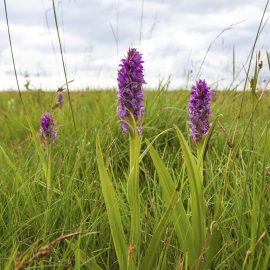 Kahkjaspunane sõrmkäpp