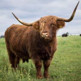 kaina talu vatsla kula veiseliha