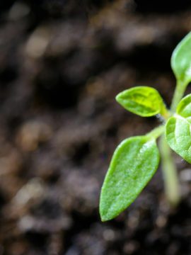 pexels-photo-1002703-1002703 Vibrant close-up of a young tomato seedling sprouting in the soil.