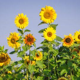 vatsla kula paevalilled