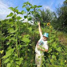 vatsla kula pikad paevalilled