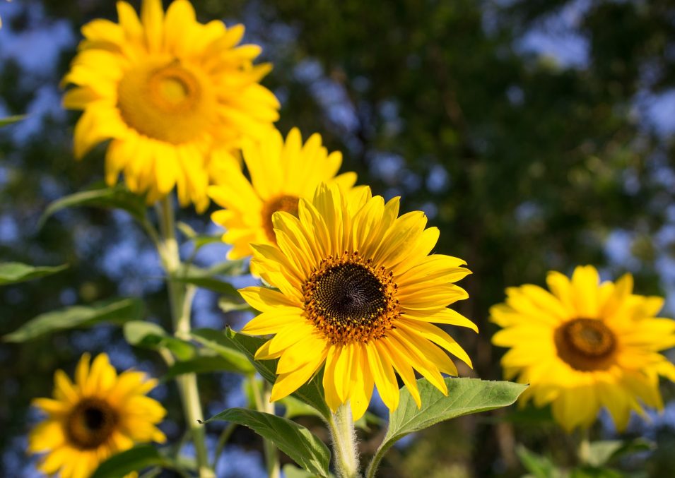 vatsla kulaseltsiga liitumine